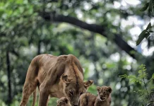 Anak Harimau Benggala Mati, Satu Lagi Masih Menjalani Perawatan Intensif
