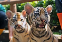 Susul Kematian Saudaranya, Huru Sang Bayi Harimau di Bandung Zoo Mati