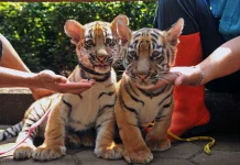 Dua Anak Harimau Mati, Zookeper Bandung Zoo Berduka Merasa Kehilangan Anak Sendiri