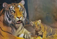 BBKSDA Jabar Ungkap Virus yang Membuat Dua Anak Harimau di Bandung Zoo Mati