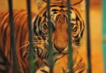 Geopix Soroti Kematian Dua Anak Harimau Benggala di Bandung Zoo