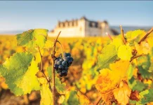 Biji Anggur Berusia 600 Tahun Ungkap Sejarah Wine Prancis