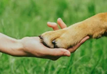 Lima Belas Ribu Tahun Lalu, Manusia Sudah Hidup Bersama Anjing