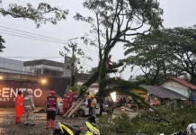 Pohon Tumbang di Kota Tasikmalaya Menimpa Dua Unit Mobil