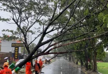 Data Terkini Dampak Cuaca Ekstrem di Kota Tasikmalaya, Belasan Pohon Tumbang