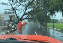 Hujan Deras, Pohon Tumbang dan Banjir Terjang Kota Tasikmalaya