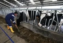 ITB dan BRIN Kolaborasi Iptek, Industri Peternakan Berkelanjutan