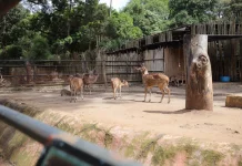 Pemkot Bandung Targetkan Pengelola Baru Kebun Binatang Terbentuk dalam Sebulan