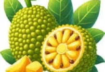 Nangka Muda Kenyal dan  Manfaatnya untuk Kesehatan Tubuh