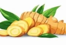 Obat Alami untuk Menyembuhkan Vertigo