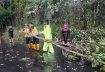 Pohon Tumbang di Enam Titik di Cidadap, Akses menuju Lembang Sempat Tertutup