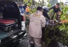 Pemotor Tertimpa Pohon saat Berteduh