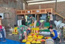 Babinsa Pusakanagara Laksanakan Pendampingan  Produsen Benih Padi