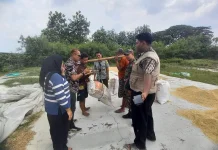 Melalui Babinsa, Kodim 0605/Subang Lakukan Pendampingan Serap Gabah Petani