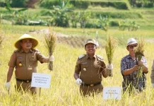 Bupati Sumedang Dorong Tanam Benih Langsung, Panen Padi Tabela Jadi Percontohan