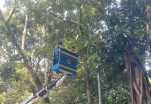 Pemkot Bandung Percepat Penanganan PJU Tertutup Pohon