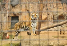Eks Sekda Bandung Divonis Tiga Tahun Penjara dalam Kasus Korupsi Bandung Zoo