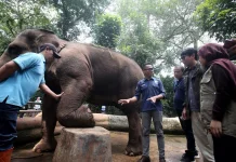 Vantara Dukung Pemeriksaan Kesehatan Satwa Bandung Zoo