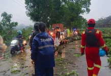 Pohon Tumbang Tutup Akses Jalan Raya Jalancagak- Kasomalang