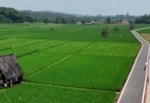 Menikmati Indahnya Pemandangan Sawah Lembur Pakuan Subang