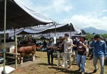 Peternak Didorong Jadi Pemain Utama di Gebyar Ternak Padjadjaran 2026