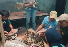 DKPP Kota Bandung Pastikan Satwa jadi Prioritas di Kebun Binatang Sehat