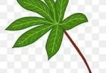 Kebiasaan Tiap Pagi yang Bisa Turunkan Asam Urat