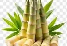 Manfaat Rebung untuk Kesehatan Tubuh