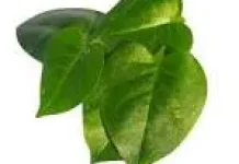 Manfaat daun Binahong untuk Kesehatan Tubuh