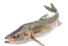 Jenis Ikan Kaya Nutrisi yang Baik Dikonsumsi