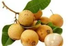 Manfaat Buah Kelengkeng untuk Kesehatan Tubuh
