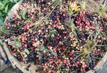 Wuni merupakan Buah Tradisional Indonesia yang Mulai Langka