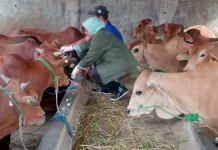 DKPP Bandung Pastikan Hewan Kurban Sehat dan Halal Jelang Iduladha 2026