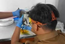 Unit Pelayanan Hewan Buka Layanan Pemeriksaan