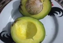 Alpukat : Buah yang tidak Manis Bernutrisi
