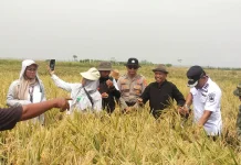Babinsa Koramil Pusakanegara, Gelar Giat Pendampingan Panen Raya