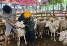 Pemeriksaan Kesehatan Hewan Kurban Diintensifkan Dispernakan KBB