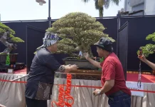 Pameran Bonsai Tasikmalaya, Diky Candra: Tidak Hanya Hobi, tapi Berdampak Ekonomis