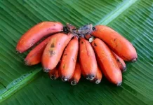 Pisang Merah Aman Dikonsumsi dan Kaya Nutrisi