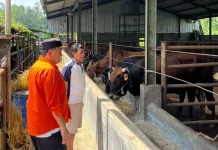 Menjelang Iduladha, Wakil Wali Kota Tasikmalaya Cek Hewan Kurban di Pedagang Hewan