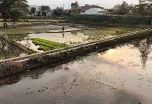Hadapi Kemarau, Petani di Kota Tasikmalaya Percepat Masa Tanam