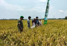 Babinsa Koramil Pagaden Bantu Poktan Panen Padi