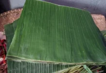 Sekilas Tentang Kegunaan dan Manfaat Daun Pisang