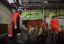 DKPP Kota Bandung Siapkan 25 Ribu Kalung Sehat Hewan Kurban