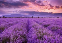 Khasiat Lavender untuk Kesehatan