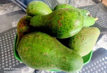 Buah Alpukat Selain Lezat Banyak Manfaat untuk Kesehatan