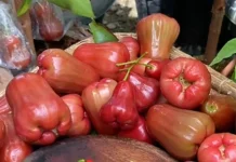 Sekilas Tentang Nutrisi yang Terkandung dalam Jambu Air