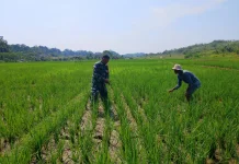 Babinsa Koramil 0501/Subang, Bantu Petani Siang Gulma di Tanaman Padi