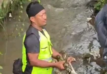 Ular Sanca Kembang Sepanjang 4 Meter Ditangkap Warga