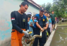 Warga Heboh, Sanca Berukuran Besar Masuk Kandang Ternak